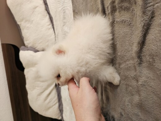 ЩЕНКИ ПОМЕРАНСКИЙ ШПИЦ, Mutriku
